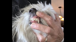 Havanese Grooming Teeth Scaling