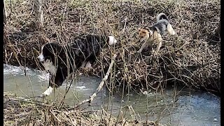 River Crossing - Win and Fail Compilation - Bernese Mountain Dog