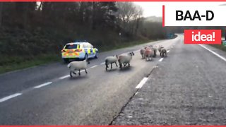 Hilarious video shows flock of sheep being hearded along a dual carriageway
