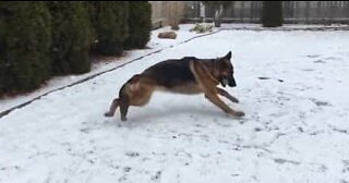 Schæferhund leger gemmeleg i sneen