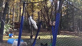 Chicken Makes Her Own Swing