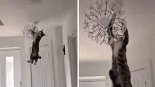 Crazy cat hangs & swings from chandelier