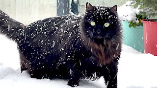 Pair of cats experience snow for the very first time