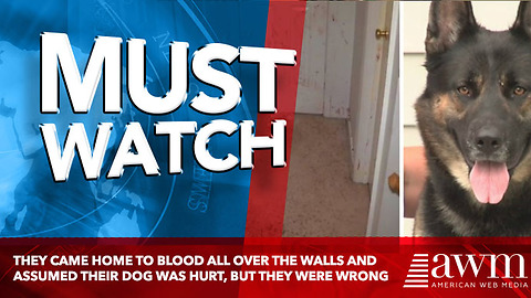 They Came Home To Blood All Over The Walls And Assumed Their Dog Was Hurt, But They Were Wrong