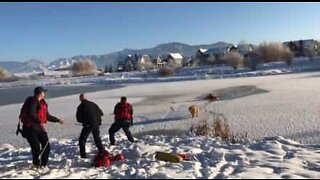 Hund reddet fra en frossen dam i Montana