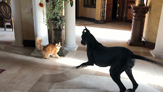 Playful cat chases bouncing Great Dane