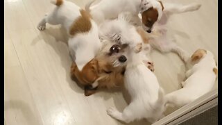 Jack Russell dad happy to be reunited with his puppies