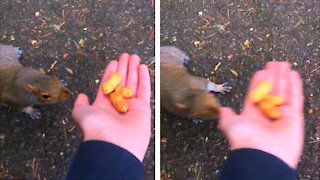 Squirrel Accidentally Bites a Hand While Being Fed!!