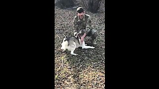 Husky Reunites With Owner Returning Home From Deployment