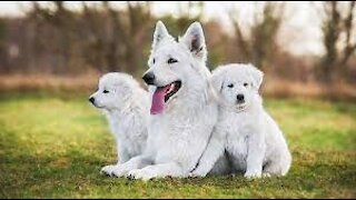 🐕 White Dogs - TOP 10 White Dogs...