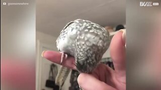 Cockatiel's tender reunion with her owner is heart-melting