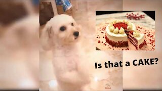 Dog Funny Reaction-Cutting Cake