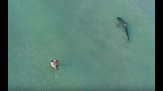 Drone shows tiger shark getting extremely close to swimmers in Miami