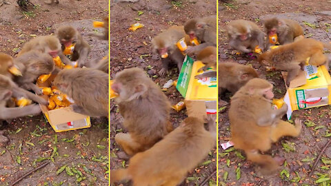 Monkeys grab a box of cakes