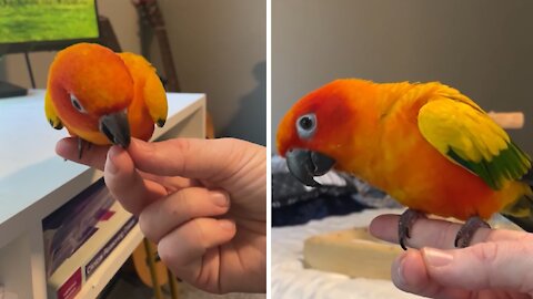 Recall training tutorial for your pet bird
