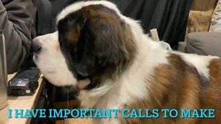 St. Bernards and cell phones
