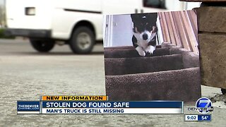 Stolen corgi puppy found safe