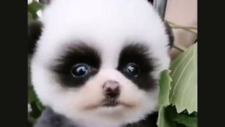 Cute and Funny Baby Animals Video Compilation - SUPER Adorable!!!