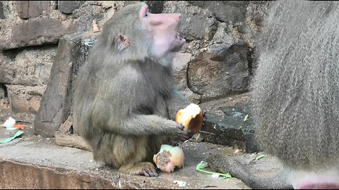 Clever baboon dips his bread in the water