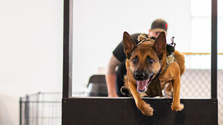 Belgian Malinois - The Guard Dogs Trained To Military Standards | BIG DOGZ