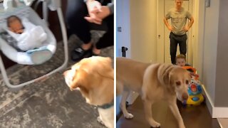 Labrador quickly learns to get out of baby's way