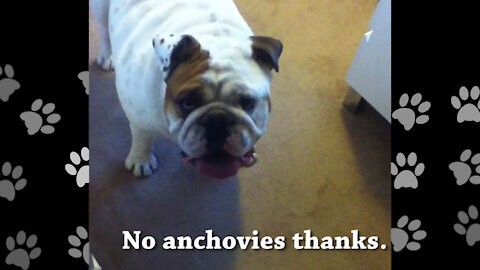 Porkchop the Scampering Bulldog Looks for Pizza