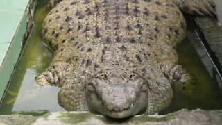 Denne familien bor med en krokodille på 200 kg