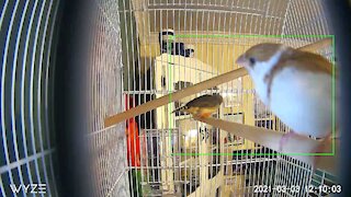 Finches Time Lapse