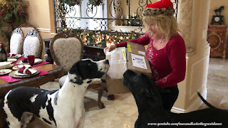 Excited Great Danes go digging through Christmas gifts