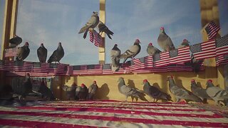 Pigeons wearing MAGA hats