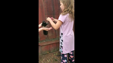 Kids save Magpie caught in fence
