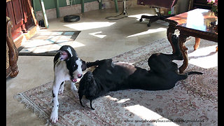 Talkative puppy loves playing with Great Dane