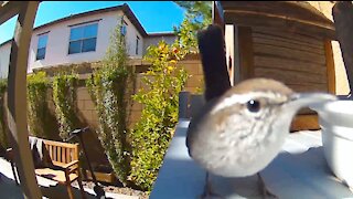 Bird Close-up video
