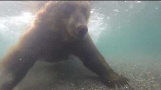 Bear catches salmon with his own two paws