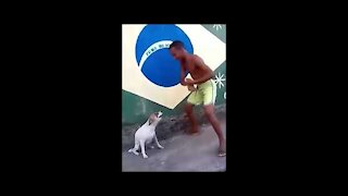 perro bailando