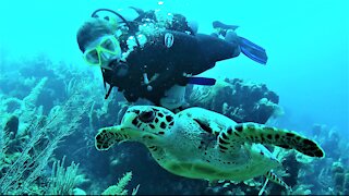 Endangered hawksbill sea turtle calmly swims over the reef with young scuba diver
