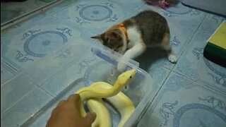 Nyfiken katt leker med orm