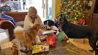 Cat, Great Dane & puppy open Christmas gifts together
