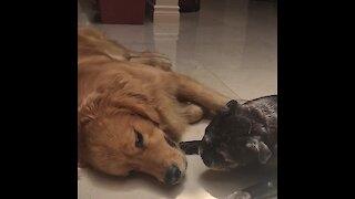 Gentle and loving puppy truly admires senior dog