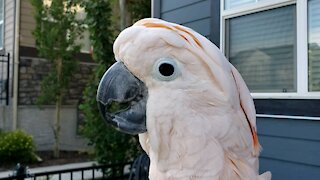 Cockatoo flawlessly imitates the sound a chicken makes