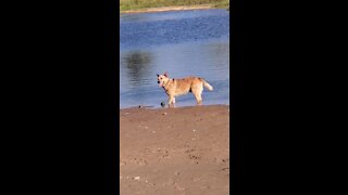 Dog digs up huge rock just to drop it in the lake