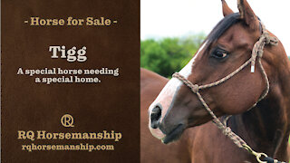TIGG IS SOLD! Congratulations to his new owners!