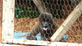 Rescued baby monkey throws temper tantrum when caretaker leaves