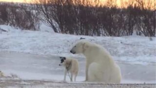 Koiran ja jääkarhun yllättävä ystävyys