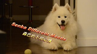 Senba talks about his different moods