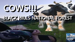 COWS!!! - BLACK HILLS NATIONAL FOREST - South Dakota