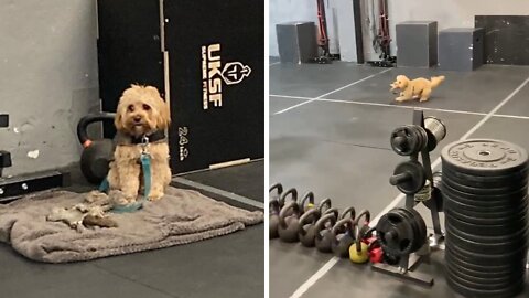 Puppy gets super excited when he's at the gym