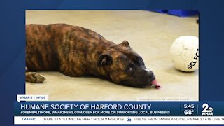 Cable the dog is up for adoption at the Humane Society of Harford County