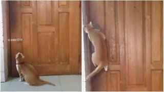 Ninjakatt åpner dører som en proff