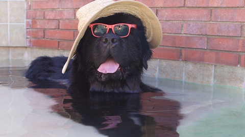 Two Glam Newfoundlands Lounge In The Pool On A Hot Day